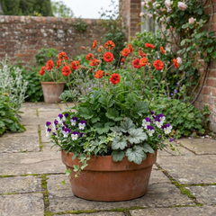 Set of 3 or 6 Geum Mrs Bradshaw Hardy Perennial Plants, Scarlet Red Double Cottage Garden Flowers, Outdoor Garden Ready, 1 Litre Root-Ball