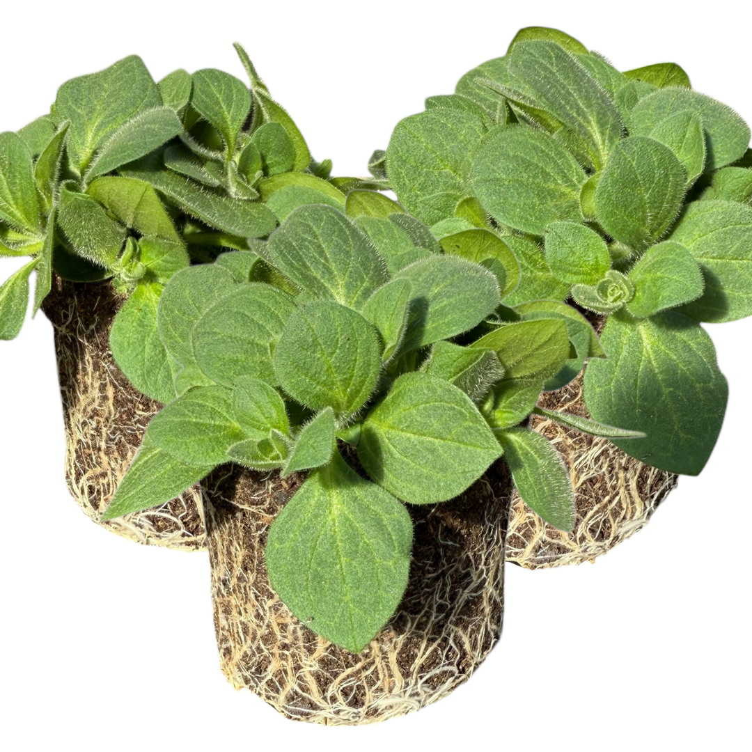 Petunia Dekko Rose Star | 3 or 6 1L Pots
