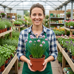 Fresh Chive Herb Plants, Hardy Perennial Live Herbs for Kitchen Garden, 1 Litre Root Ball