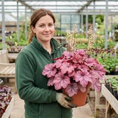 1 Heuchera Wild Rose Coral Bells, Shade Loving Hardy Evergreen Perennial Plant, 2 Litre Root Ball