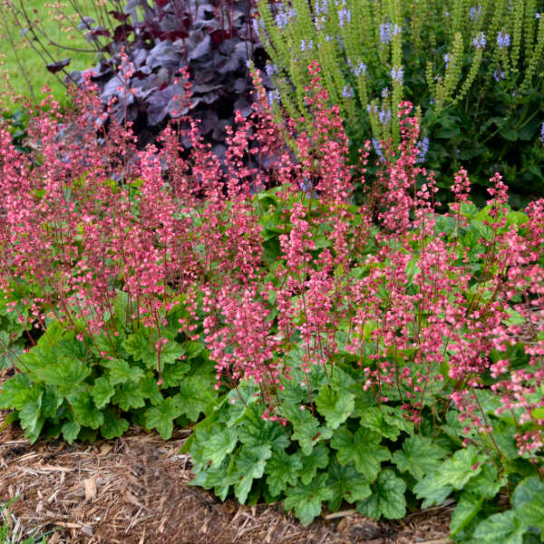 Heuchera Berry Timless | 2L Pot