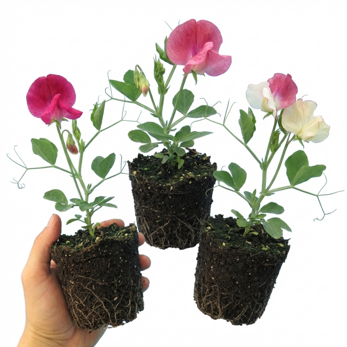 Sweet Pea Mammoth Mix, 10.5 cm Rootballs