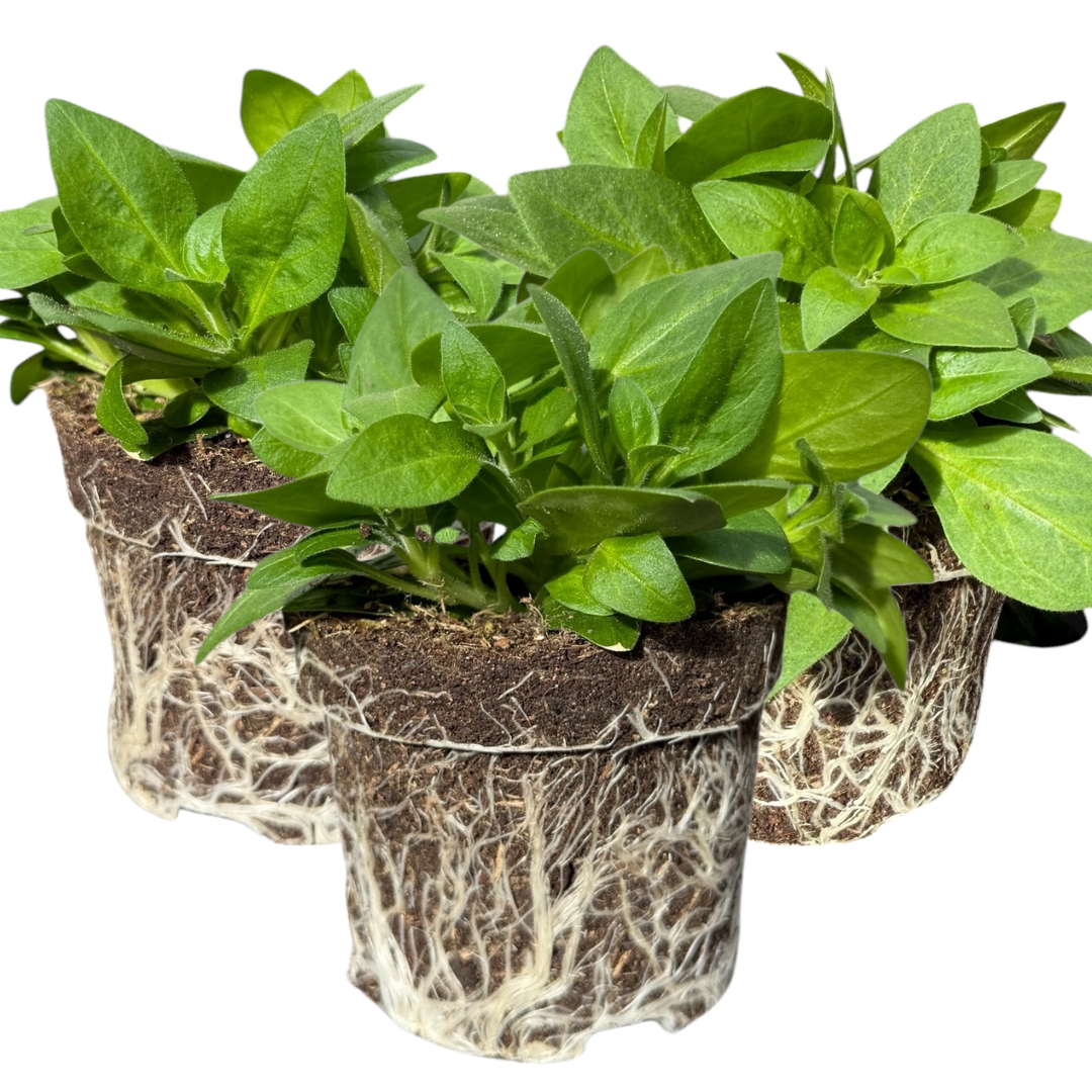 Petunia Surfinia Deep Red | 3 or 6 1L Pots