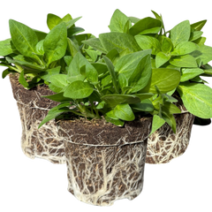 Petunia Surfinia Deep Red | 3 or 6 1L Pots