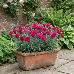 Set of 3 or 6 Large Plants - Dianthus Oscar, Outdoor Garden Ready