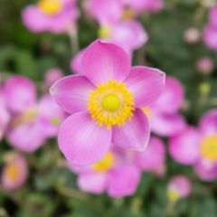 Anemone Fantasy Jasmine
