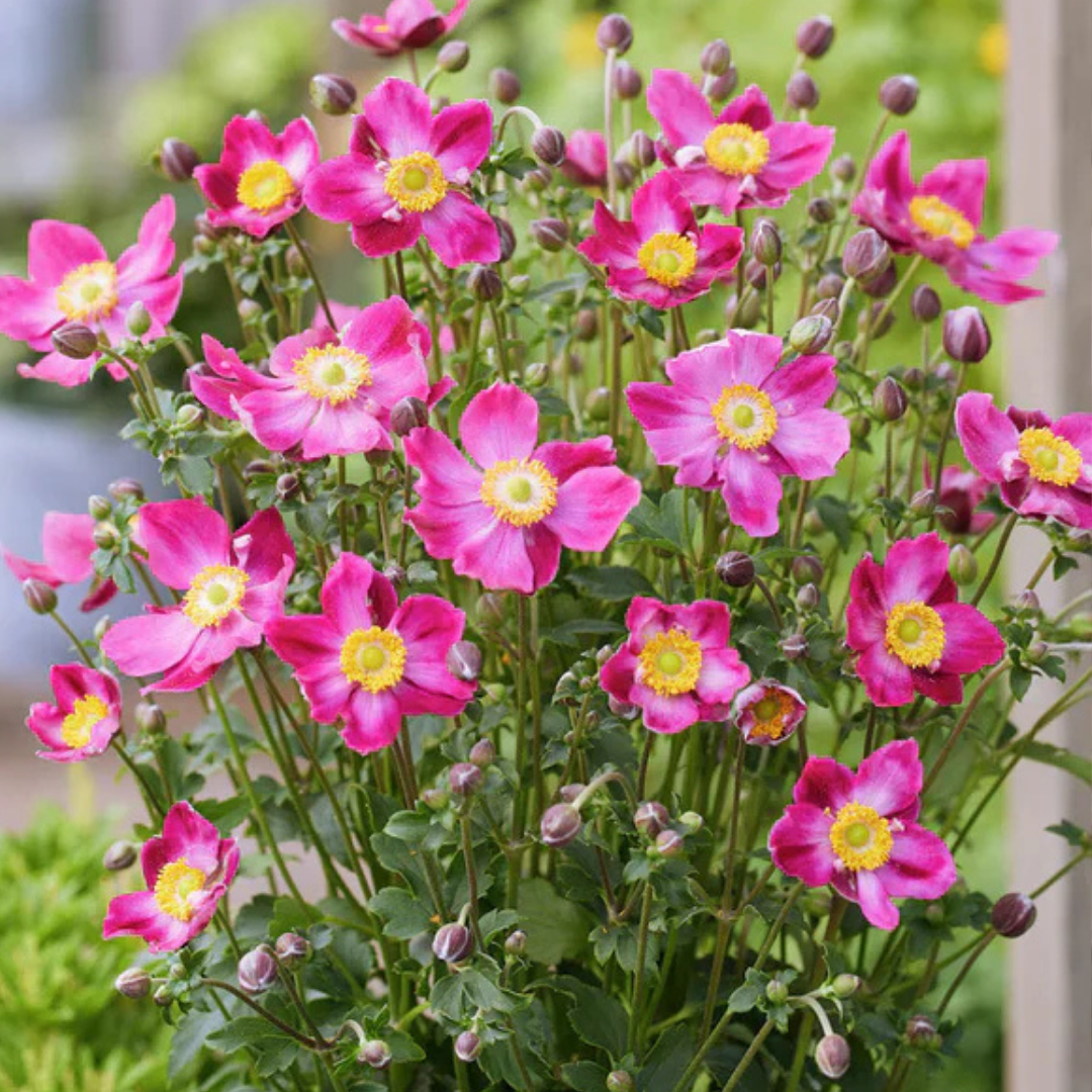 Anemone Fantasy Ariel | 2L Pot