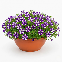 1 Petunia Shortcake Blueberry Live Flowering Plant, Outdoor Summer Garden Ready, 21cm Root Ball