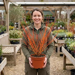 Cornus Midwinter Fire Shrub, Red Stem Dogwood Plant for Winter Interest, Litre Root Ball