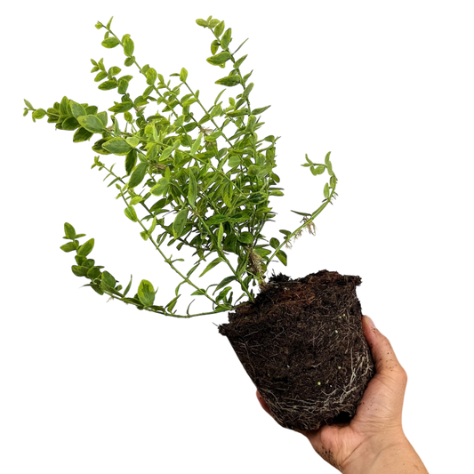 Euonymus Emerald n Gold