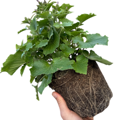 Senetti Magic Blue, Outdoor Garden Ready, 2L Pot