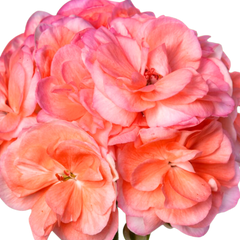 Geranium Zonale Rosebud Astrid | 3 or 6 1L Pots