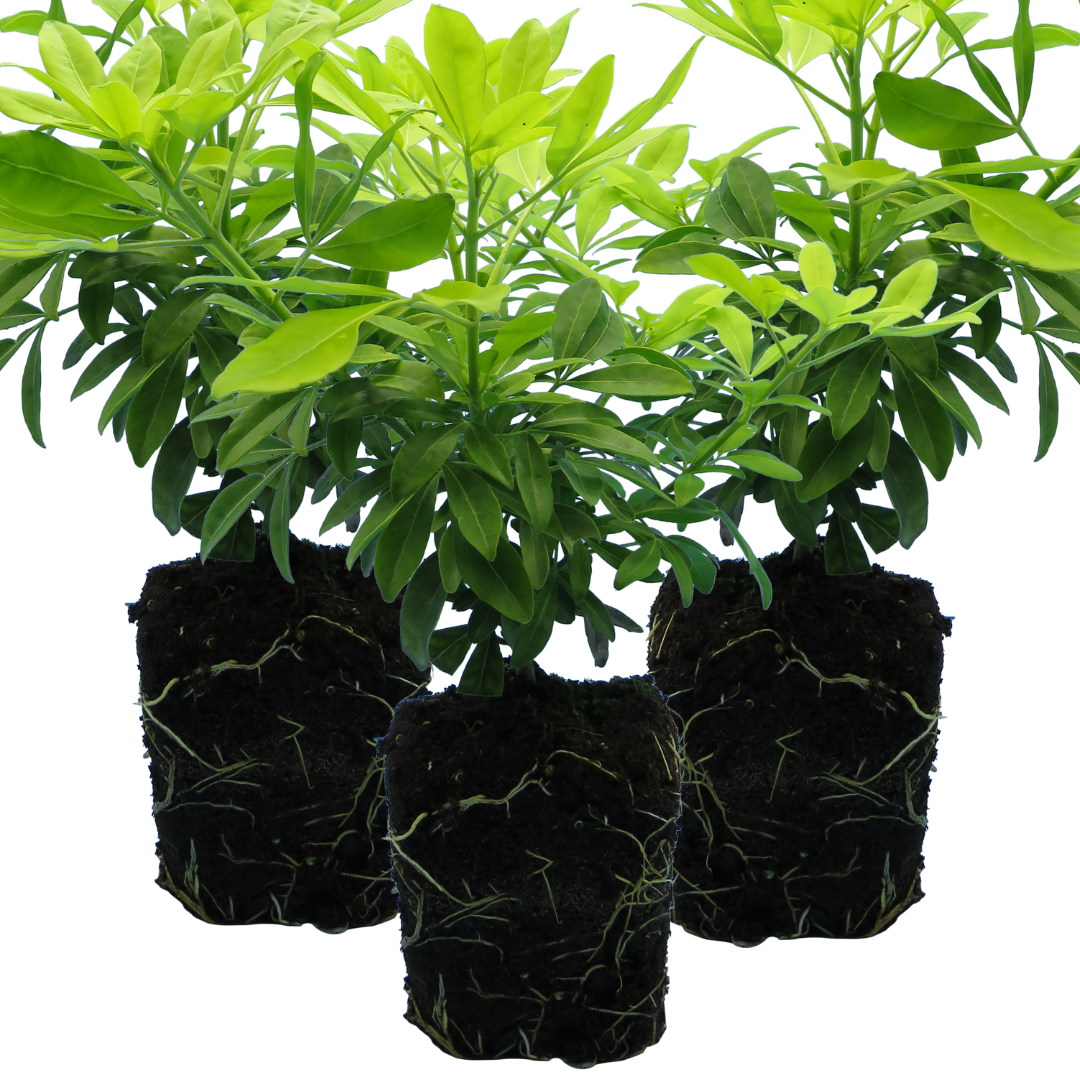 Choisya Sundance | 3 or 6 1L Pots
