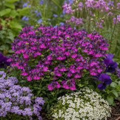 1 Large Plant - Nemesia Lady Lisa, Ready to Plant in Your Garden, 5L Pot