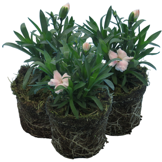 Carnation White | 3 or 6 1L Pots