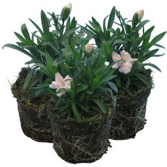 Carnation White | 3 or 6 1L Pots