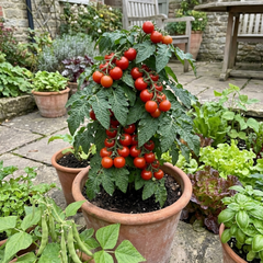Set of 3 or 6 Large Plants - Tomato Totem Variety, Ready to Plant in Your Garden