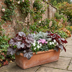 Set of 3 or 6 Heuchera Palace Purple Coral Bells Plants, Hardy Evergreen Perennial, Shade Tolerant Garden Plants, Outdoor Garden Ready, 1 Litre Root-Ball