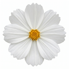 1 Large Plant - Cosmos Apollo White, Ready to Plant in Your Garden, 5L Pot
