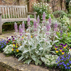 3 Stachys Byzantina Lamb's Ear Plants, Hardy Silver Leaf Perennial Ground Cover, 1Ltr Root Ball