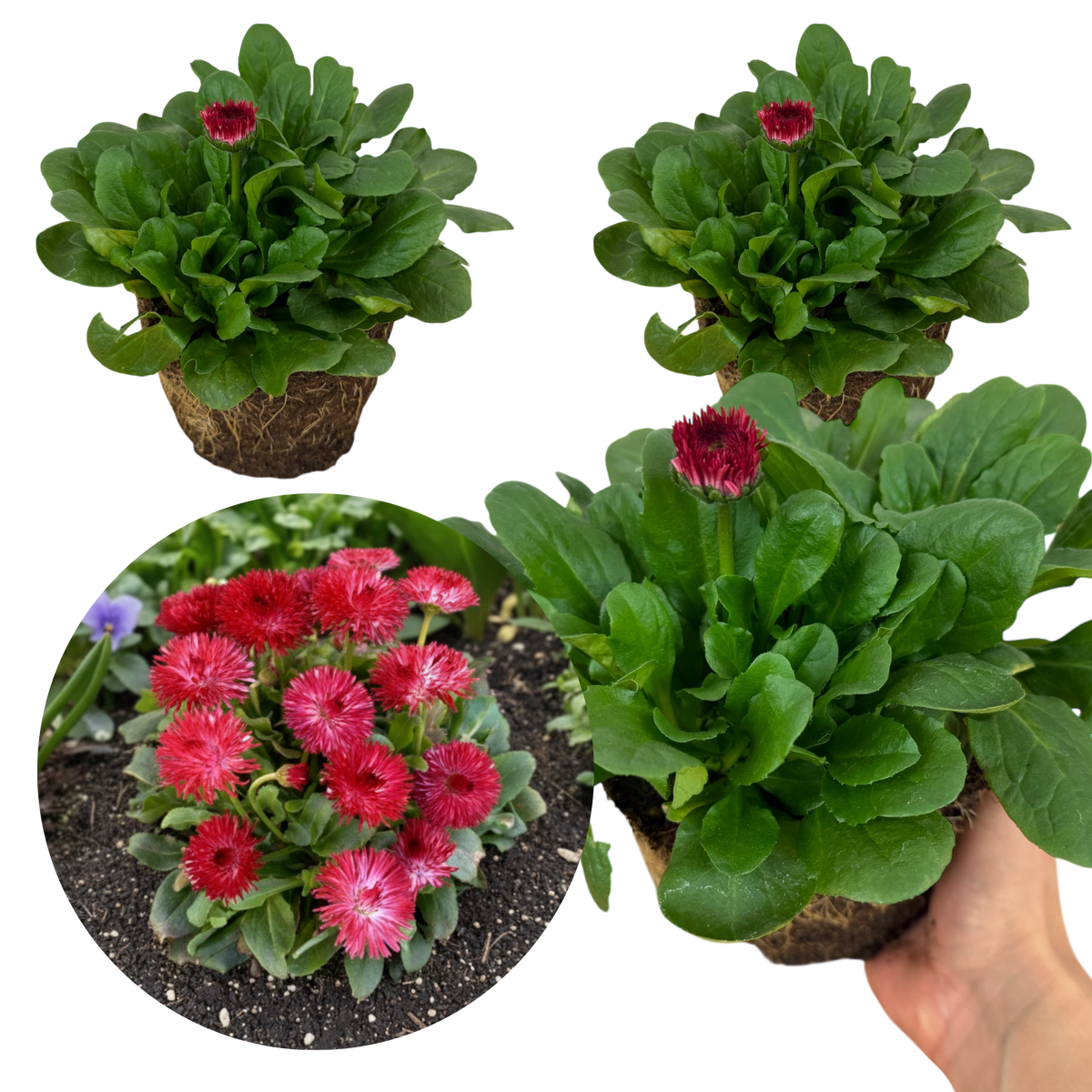 Bellis Habanera Red | 3 or 6 1L Pots
