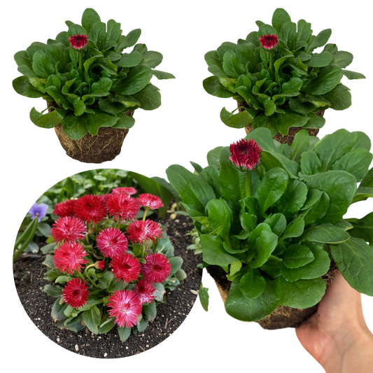 Bellis Habanera Red | 3 or 6 1L Pots