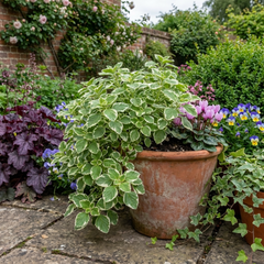 Plectranthus Coleoides / Swedish Ivy, Outdoor Garden Ready