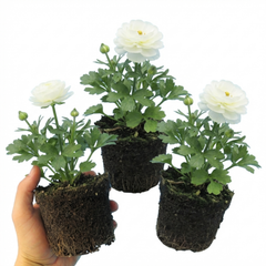 Set of 3 or 6 Ranunculus Vortex White Persian Buttercup Plants, Hardy Perennial, Spring Flowering, Outdoor Garden Ready, 1 Litre Root-Ball
