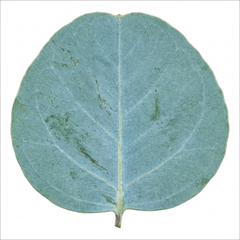 1 Eucalyptus Gunnii France Blue Tree, Hardy Evergreen Outdoor Garden Plant, 7.5 Litre Root-Ball