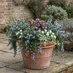 Set of 3 or 6 Rosemary ‘Blue Winter’ Herb Plants (Salvia rosmarinus), Hardy Evergreen Culinary Shrub, Outdoor Garden Ready, 1 Litre Root-Ball