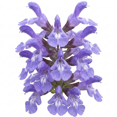 Salvia officinalis ‘Berggarten’ Sage Herb Plants, Hardy Perennial Culinary Herb, Outdoor Garden Ready, 1 Litre Root-Ball