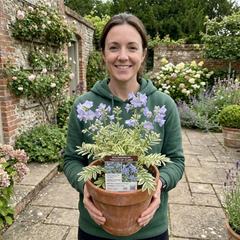 1 Polemonium Touch of Class Jacobs Ladder Plant, Hardy Variegated Cottage Garden Perennial, 3L Root Ball