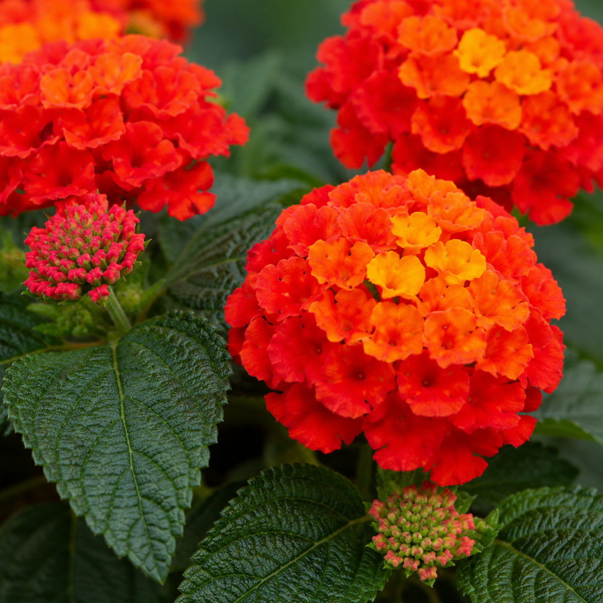 1 Large Plant - Lantana Bandolista Chilli, Ready to Plant in Your Garden, 2L Pot