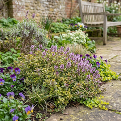 Thymus citriodorus ‘Doone Valley’ Thyme Herb Plants, Hardy Perennial Culinary Herb, Outdoor Garden Ready, 1 Litre Root-Ball