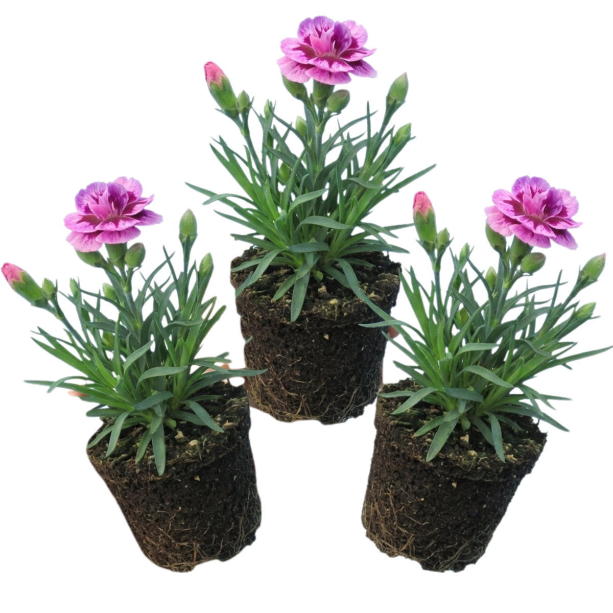 Pink Purple Carnation, Ready to Plant in Your Garden, 10.5 cm