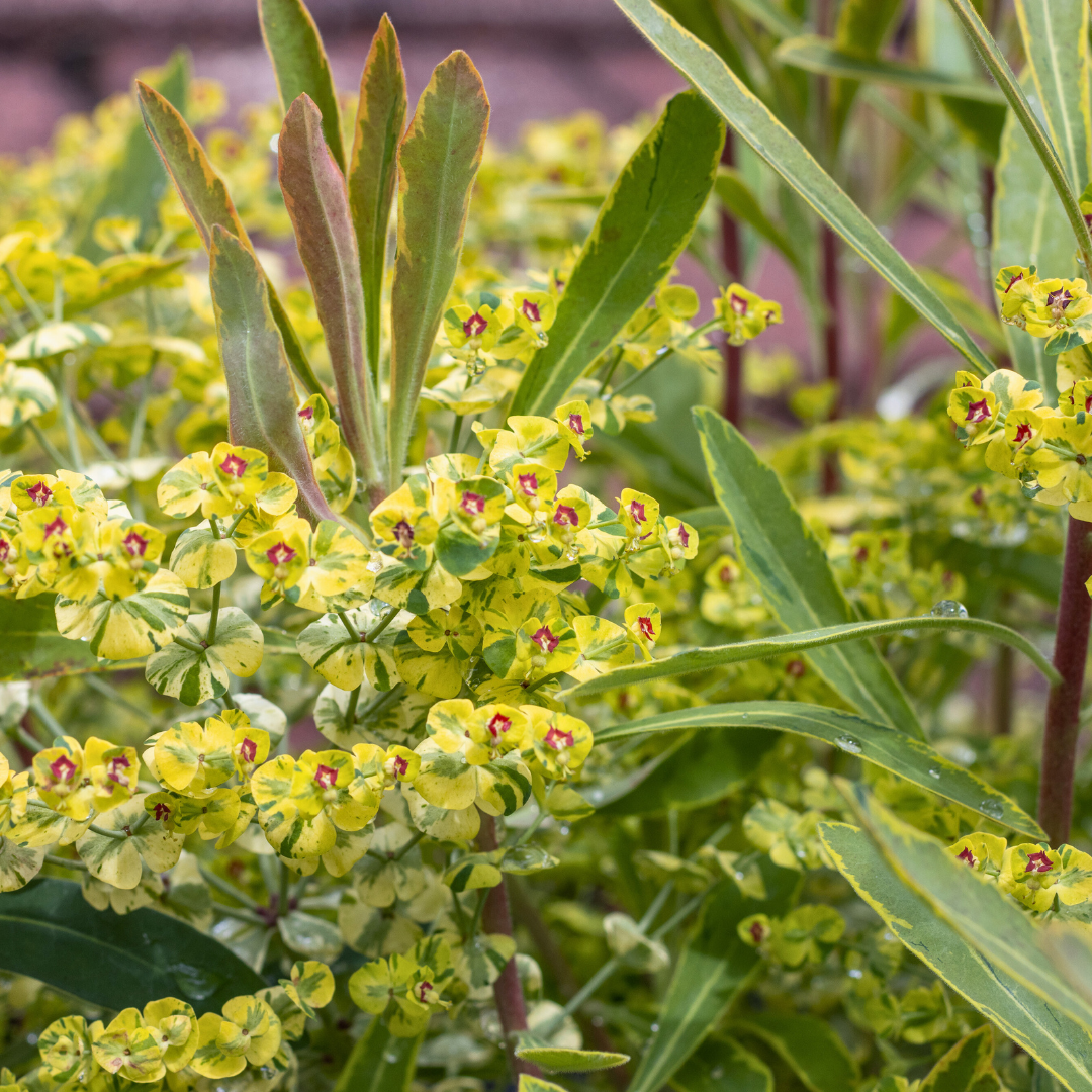 Euphorbia Ascot Rainbow | 2L Pot