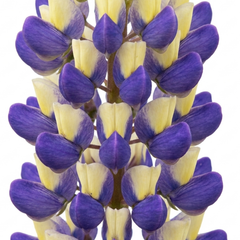 1 Lupin Manhattan Lights Hardy Perennial Plant, Summer Flowering Outdoor Garden Ready, 3L Root Ball