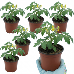 Set of 3 or 6 Large Plants - Tomato Rose Crush Variety, Ready to Plant in Your Garden