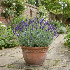 1 Lavender Hidcote Blue Plant, Fragrant Hardy Perennial Lavender Bush, Garden Ready, 5 Litre Root Ball