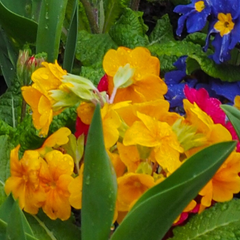 Polyanthus Orange | 3 or 6 1L Pots