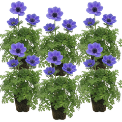 Anemone ‘Harmony Blue’, Ready to Plant in Your Garden