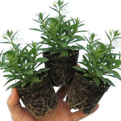 Set of 3 or 6 Lobelia Upright Sweet Springs White Flowering Plants, Summer Flowering Bedding, Garden Ready, 10.5cm Root Ball