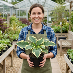 Atlantis Plantain Lily, Ready to Plant in Your Garden, 1L