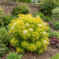 Choisya Goldfinger Plant, Hardy Evergreen Mexican Orange Blossom Shrub, 3L Root Ball