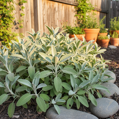 Set of 3 or 6 Large Herb Plants - Sage Grower’s Mix, Ready to Plant in Your Garden, 1L