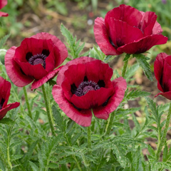 Papaver Orientale Beauty of Livermere Plants, Hardy Perennial Oriental Poppy, Outdoor Garden Ready, 1 Litre Root-Ball