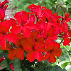 Set of 3 or 6 Large Plants Geranium Calliope Landscape Fire, Ready To Plant In Your Garden