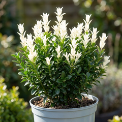 Euonymus Japonicus Paloma Blanca Plant, Hardy Evergreen Shrub for Garden, 7.5 Litre Root-Ball
