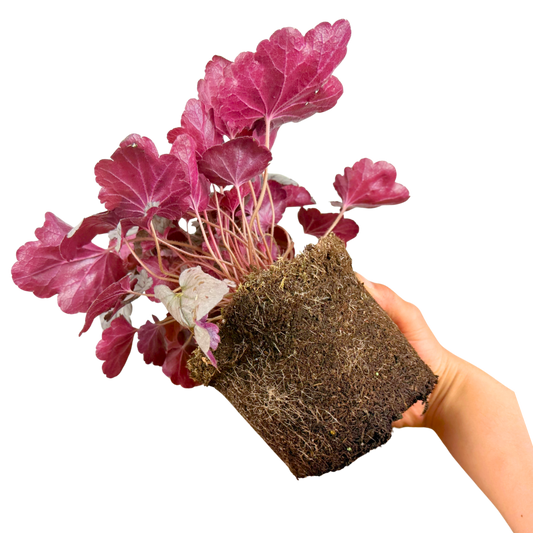 Heuchera Huckleberry