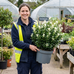 Euonymus Japonicus Paloma Blanca Plant, Hardy Evergreen Shrub for Garden, 7.5 Litre Root-Ball